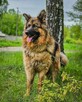 Niesamowicie piękny, charakterny pies do doświadczonego domu - 7