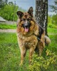 Niesamowicie piękny, charakterny pies do doświadczonego domu - 8