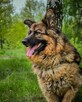 Niesamowicie piękny, charakterny pies do doświadczonego domu - 6