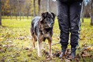 Clyde - średniej wielkości psiak czeka na odpowiedzialny dom - 5