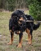 Bardzo delikatny, niesamowicie proludzki Clifford szuka domu - 2