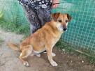 Delikatny, pokorny WICEK szuka domu !! Do adopcji !! - 2