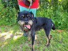Młody, radosny FIFI w typie teriera szuka domu !! - 2