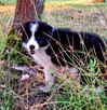 Border Collie FCI, suczki - 8