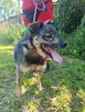Porzucony, biedny BRUTUSEK szuka domu !! - 4