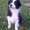 Border Collie FCI, suczki - 5