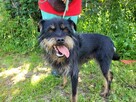 Młody, radosny FIFI w typie teriera szuka domu !! - 5