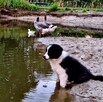 Border Collie FCI, suczki - 6