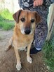 Delikatny, pokorny WICEK szuka domu !! Do adopcji !! - 5