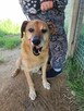 Delikatny, pokorny WICEK szuka domu !! Do adopcji !! - 4