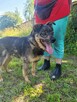 Porzucony, biedny BRUTUSEK szuka domu !! - 6