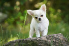 CHIHUAHUA po Championach, Rodowód FCI, okolice W-wy - 9