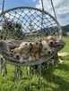 Szczeniaki Golden retriever odbiór już początkiem września - 1