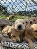 Szczeniaki Golden retriever odbiór już początkiem września - 6