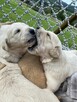 Szczeniaki Golden retriever odbiór już początkiem września - 5