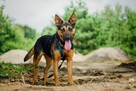 Żywe sreberko, prawdziwa iskierka szuka kochającej rodziny! - 12