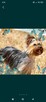 Śliczne Yorki Terrier - 4