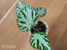 Begonia Silver Jewel-begonia zebra - 11