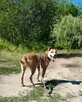 Kontaktowa, przyjazna, energiczna suczka do adopcji! :) - 6