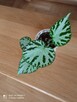 Begonia Silver Jewel-begonia zebra - 10
