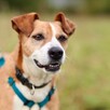 Kontaktowa, przyjazna, energiczna suczka do adopcji! :) - 3