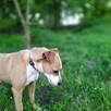 Kontaktowa, przyjazna, energiczna suczka do adopcji! :) - 8
