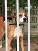 Kontaktowa, przyjazna, energiczna suczka do adopcji! :) - 10