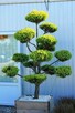 Przycinanie iglaków formowanie bonsai ogrodowych - 2