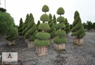 Przycinanie iglaków formowanie bonsai ogrodowych - 6