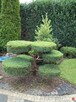 Przycinanie iglaków formowanie bonsai ogrodowych - 7