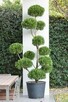 Przycinanie iglaków formowanie bonsai ogrodowych - 3