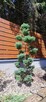 Przycinanie iglaków formowanie bonsai ogrodowych - 8