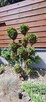 Przycinanie iglaków formowanie bonsai ogrodowych - 9