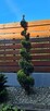 Przycinanie iglaków formowanie bonsai ogrodowych - 4