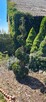 Przycinanie iglaków formowanie bonsai ogrodowych - 10