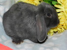 Baranek mini lop niebiesko- białe samczyki - 2