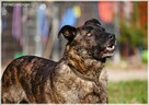 Tyson - tak wiele cech ma ten łobuz / pokochasz go - 6