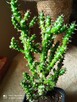 Cylindropuntia subulata- sukulent ten i inne... - 14