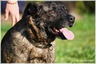 Tyson - tak wiele cech ma ten łobuz / pokochasz go - 2