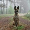 Owczarek belgijski malinois FCI - 1