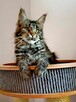 Kotka Maine Coon z rodowodem Fife FPL-U - 4