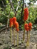 Obrazki włoskie, Arum italicum- rzadki gatunek - 5