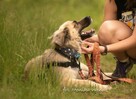 Nala – błękitnooka piękność, która czeka właśnie na Ciebie - 4