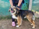 Lizak do adopcji - 7
