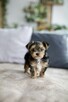 Yorkshire terrier - rodowód - 5