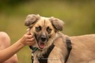 Nala – błękitnooka piękność, która czeka właśnie na Ciebie - 2