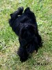 York czarny Black Yorkshire Terrier - 2