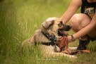 Nala – błękitnooka piękność, która czeka właśnie na Ciebie - 7
