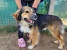 Lizak do adopcji - 8