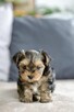 Yorkshire terrier - rodowód - 7